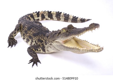 Siamese crocodile,Crocodylus siamensis