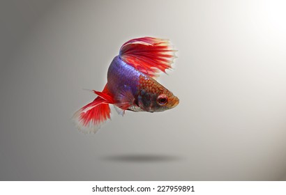 Siamese fighting fish
