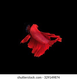 siamese fighting fish