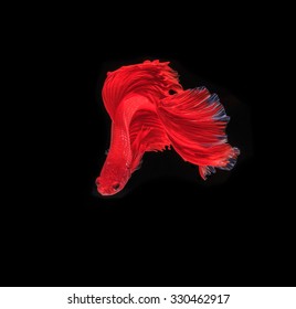 siamese fighting fish