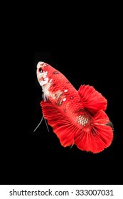 Siamese fighting fish