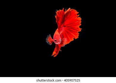 Siamese fighting fish
