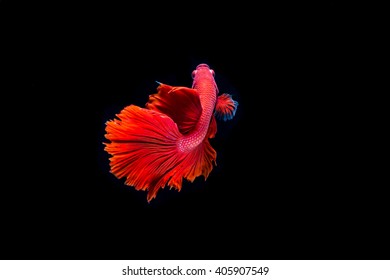 Siamese fighting fish