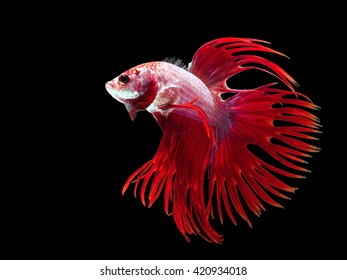 siamese fighting fish.