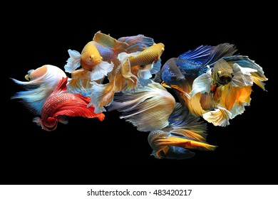 Siamese Fighting Fish