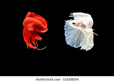 Siamese fighting fish