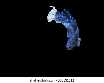 Siamese fighting fish