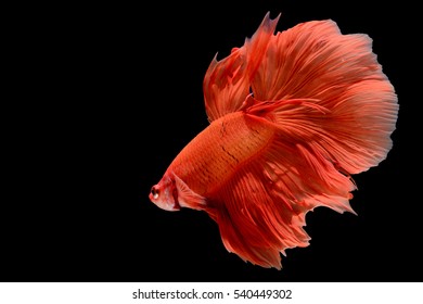 Super Red Betta Fish Siamese Fighting Stock Photo (Edit Now) 1726399948