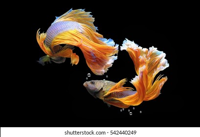 Siamese Fighting Fish