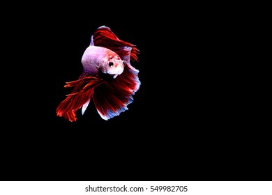 Siamese fighting fish