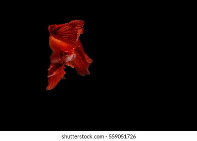 Siamese fighting fish