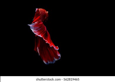 Siamese fighting fish