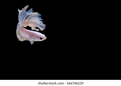 Siamese fighting fish