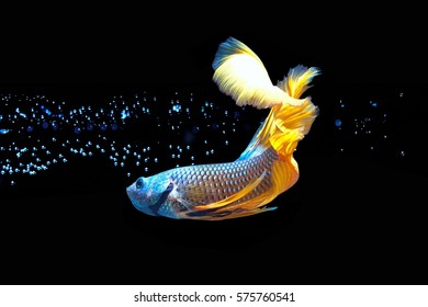 Siamese fighting fish
