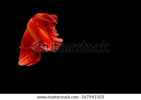 Similar – Image, Stock Photo be orange Flower Blossom