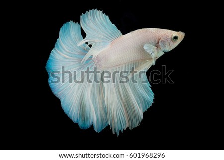 siamese fighting fish