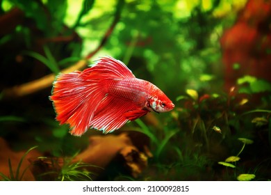 Siamese fighting fish, Betta splendens commonly known as the betta, is a freshwater fish in the aquarium.