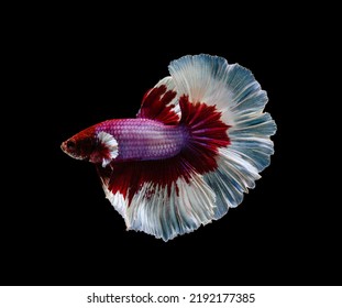 Siamese fighting fish or Betta splendens fish, popular aquarium fish in Thailand. Red and white half moon tail betta fighting fish motion isolated on black background