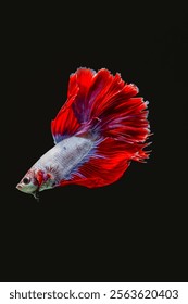 The Siamese fighting fish (Betta splendens), commonly known as the betta
