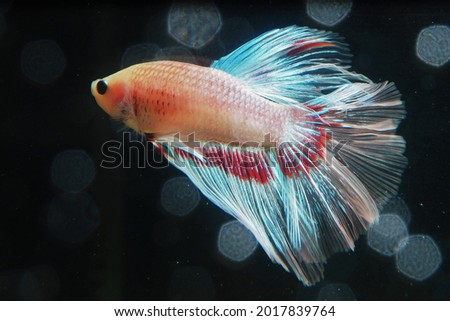 Siamese Fighting Fish (Betta splendens) on isolated background.     