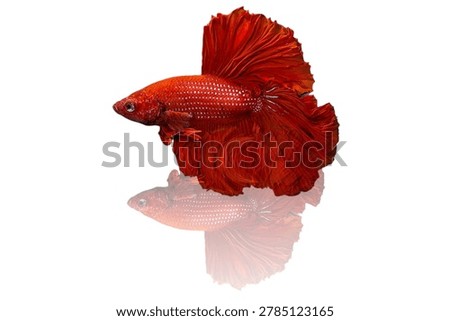 Siamese fighting fish (Betta splendens), commonly known as red Halfmoon betta fish, swimming on a white background with a clear reflection below.