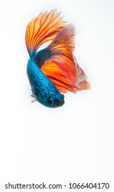 Siamese Fighting Fish, Betta Fish Swimming Downward Isolated On White Background