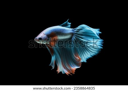 Siamese Fighting Fish in black color background