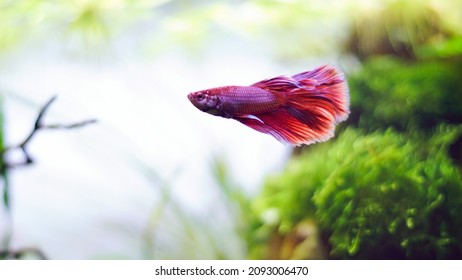 Siamese fighting fish also called Betta splendens in red blue white color in the aquascaping aquarium