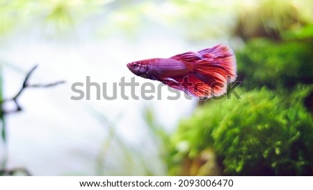 Siamese fighting fish also called Betta splendens in red blue white color in the aquascaping aquarium