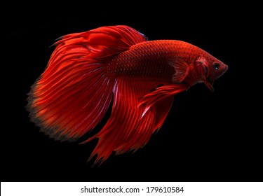 siamese fighting fish isolated on black background.