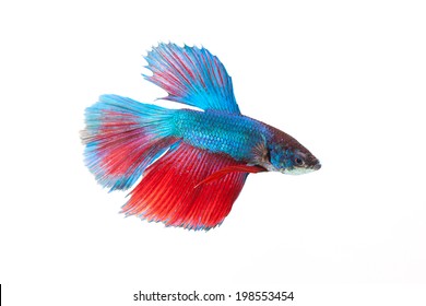 Siamese fighting fish isolated on white background.