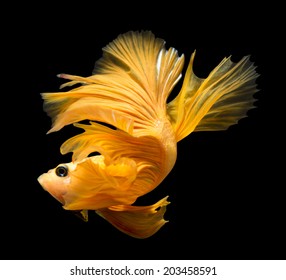 siamese fighting fish isolated on black background.