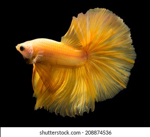 siamese fighting fish isolated on black background.