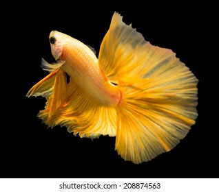 siamese fighting fish isolated on black background.