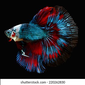 siamese fighting fish isolated on black background.