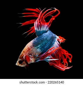 siamese fighting fish isolated on black background.