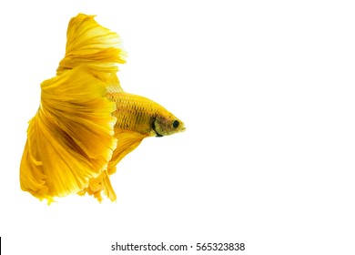 74,413 Siamese fighting fish Images, Stock Photos & Vectors | Shutterstock