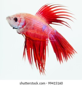 siamese fighting fish isolated on white background