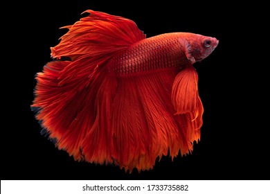 Siamese Fighting fish, multi colors betta, Thai national fish, Fish isolated on a black background. The action of the fish turning its head in various directions during swimming. Beautiful colors"Half