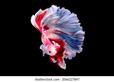 Siamese Fighting fish, multi colors betta, Thai national fish, Fish isolated on a black background. The action of the fish turning its head in various directions during swimming. "Halfmoon betta"