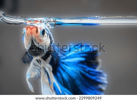Siamese fighting fish,Betta splendens,blue betta on the background blur.