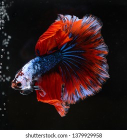 siamese fighting, Thai betta fish with beautiful white and blue and red colors Is moving in various gestures that are ready to fight In the black background isolate, halfmoon fish