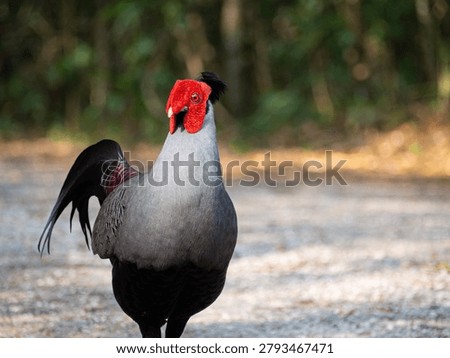 Siamese fireback, Diard's fireback
The red and gray contrast beautifully.