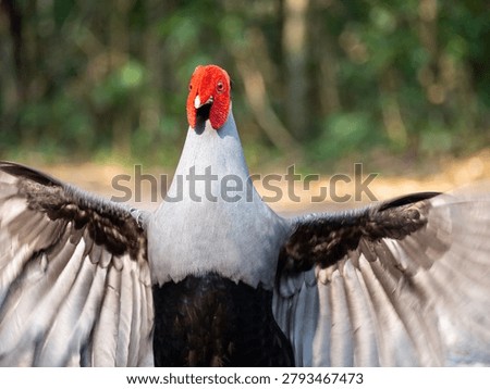 Siamese fireback, Diard's fireback
The red and gray contrast beautifully.