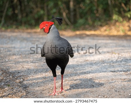 Siamese fireback, Diard's fireback
The red and gray contrast beautifully.