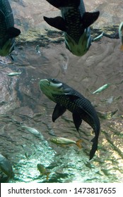 Siamese Giant Carp, Giant Barb Fish,Thailand