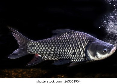 Siamese Giant Carp, Giant Barb Fish,Thailand