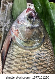 Siamese Giant Carp On Table In Market Inthailand