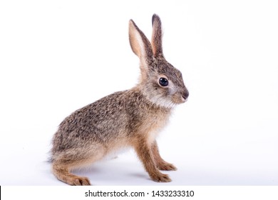 Siamese hare,Lepus peguensis, mamal of South east Asia. The hare is a small to moderate sized species.The Burmese hare is nocturnal and feeds on grass, twigs and bark. 
