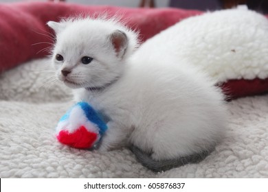 Siamese Kittens Images Stock Photos Vectors Shutterstock